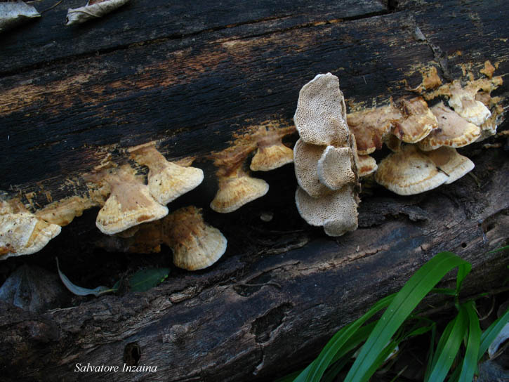 da det 2 (Trametes suaveolens)